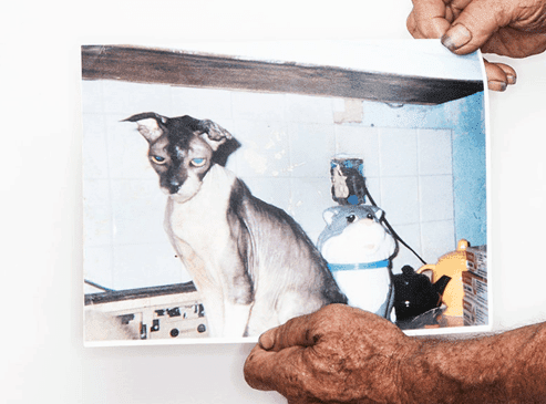 Granpa Rexs Allen the former oldest cat